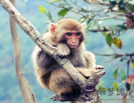 屬猴的五大貴人是哪些 屬猴的五大貴人是哪些