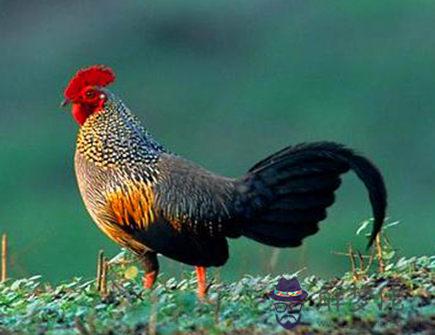 屬雞的五大貴人是哪些 屬雞的五大貴人是哪些