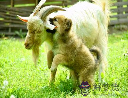 屬兔的五大貴人是哪些 屬兔的五大貴人是哪些