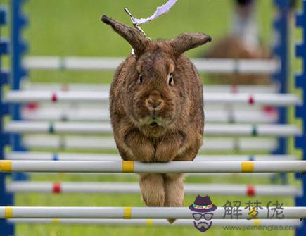 屬兔的五大貴人是哪些 屬兔的五大貴人是哪些
