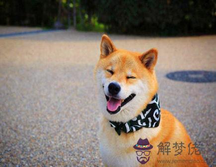 屬狗人和什麽屬相相沖 屬狗人和什麽屬相相沖