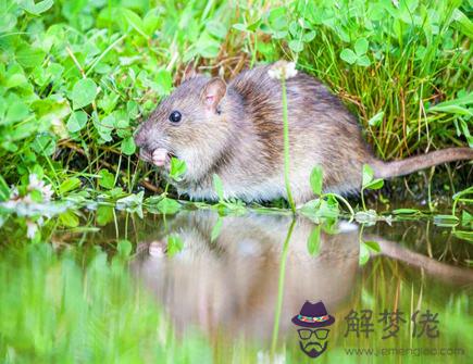 屬鼠人和什麽屬相相破