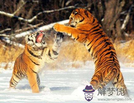 屬虎人和什麽屬相相破 屬虎人和什麽屬相相破g