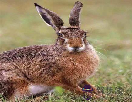 屬兔人和什麽屬相相破 屬兔人和什麽屬相相破