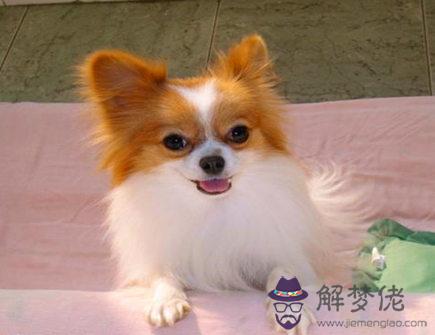 屬狗人和什麽屬相相刑 屬狗人和什麽屬相相刑g