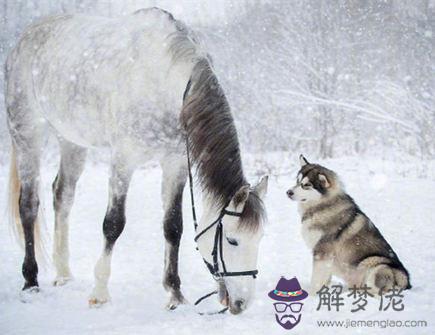 屬馬人和什麽屬相相刑 屬馬人和什麽屬相相刑