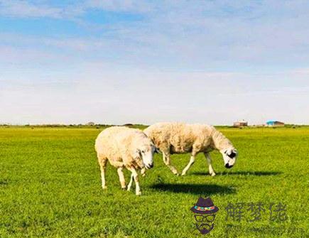 羊_副本.jpg 羊_副本.jpg
