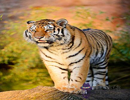 屬虎需要避免的結婚對象