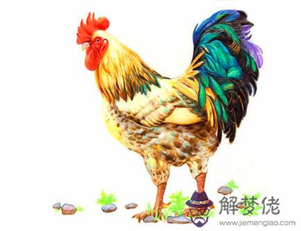 屬雞人在哪個領域發展好 屬雞人在哪個領域發展好