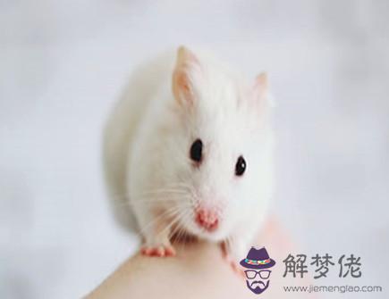 屬鼠人會在幾歲結婚 屬鼠人會在幾歲結婚