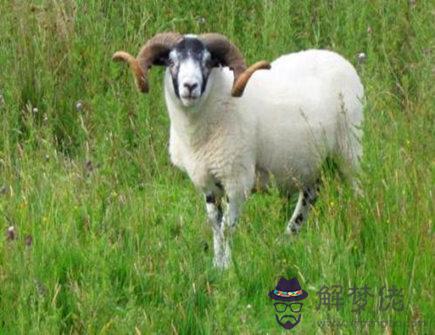 屬羊的隱藏性格有哪些 屬羊的隱藏性格有哪些