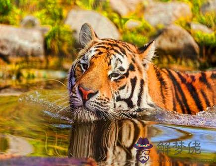 屬虎人在哪個領域發展好 屬虎人在哪個領域發展好