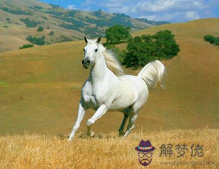 細數屬馬女的優點 細數屬馬女的優點