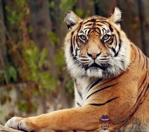 細數屬虎女的缺點 細數屬虎女的缺點