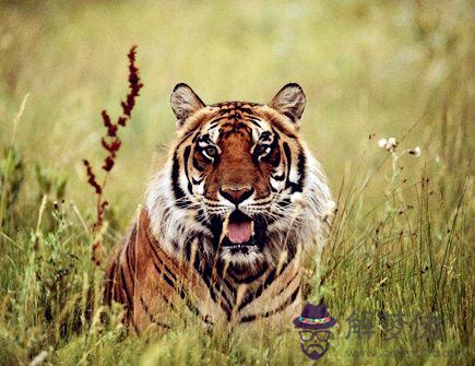 屬虎人2021年的桃花方位 屬虎人2021年的桃花方位