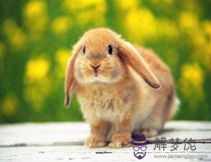 屬兔人2021年的桃花方位 屬兔人2021年的桃花方位