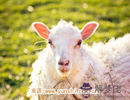 細數屬羊男的缺點 細數屬羊男的缺點