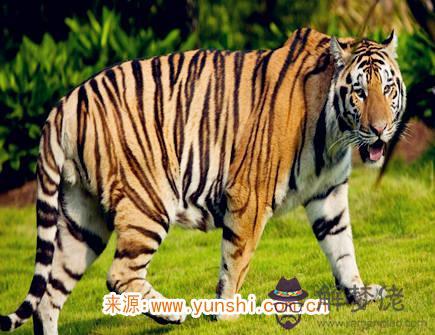 細數屬虎男的缺點 細數屬虎男的缺點