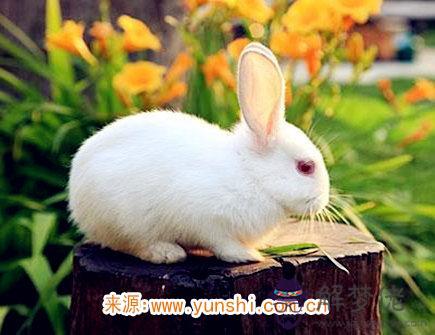 細數屬兔男的缺點 細數屬兔男的缺點