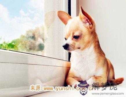 屬狗人的脾氣如何 屬狗人的脾氣如何