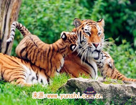 屬虎的人幸運物有哪些 屬虎的人幸運物有哪些