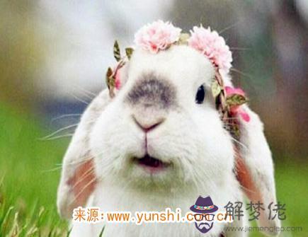 屬兔的人幸運物有哪些 屬兔的人幸運物有哪些