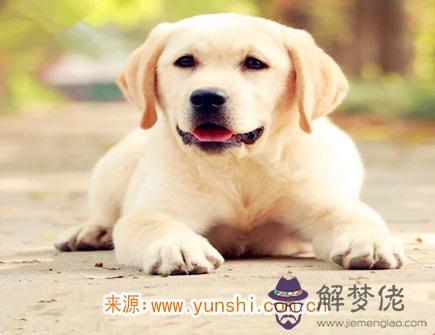 屬狗人的事業穩定嗎 屬狗人的事業穩定嗎