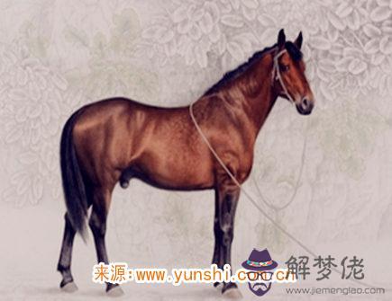 屬馬人的脾氣如何 屬馬人的脾氣如何