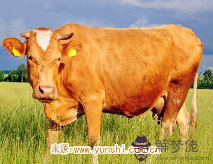 屬牛人的事業穩定嗎 屬牛人的事業穩定嗎