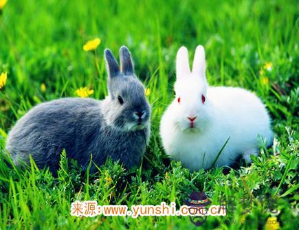 屬兔人的事業穩定嗎 屬兔人的事業穩定嗎