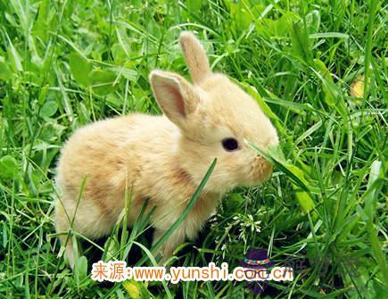 男命生肖兔2020年真兇診斷 男命生肖兔2020年真兇診斷