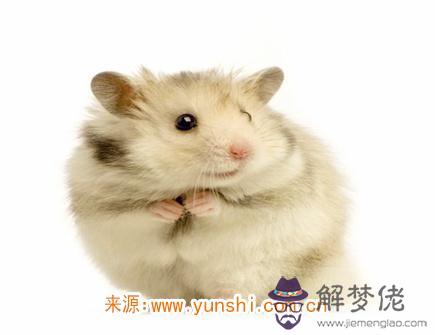 男命生肖鼠2020年真兇診斷 男命生肖鼠2020年真兇診斷