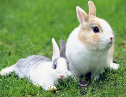 女命屬兔的人2020年如何旺財 女命屬兔的人2020年如何旺財