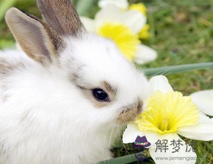 男命屬兔的人2020年如何旺財 男命屬兔的人2020年如何旺財