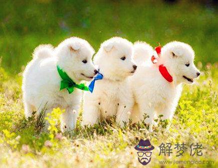 男命屬狗的人2020年如何旺財 男命屬狗的人2020年如何旺財