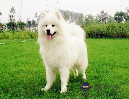 屬狗在戀愛中注重什麽細節 屬狗在戀愛中注重什麽細節