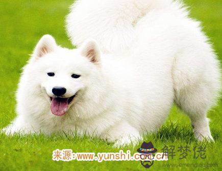 屬狗的人如何面對感情 屬狗的人如何面對感情