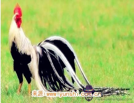 屬雞心中最浪漫的事情 屬雞心中最浪漫的事情