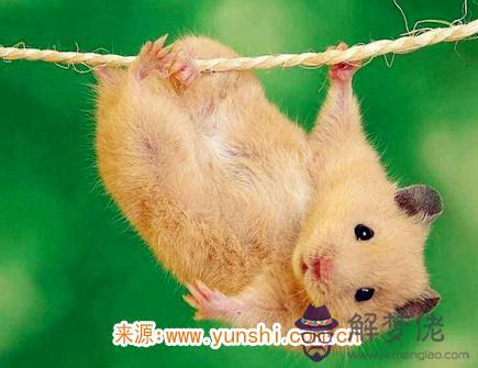 屬鼠的人如何對待愛情 屬鼠的人如何對待愛情