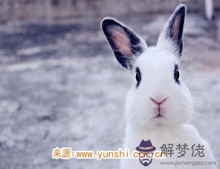 屬兔心中最浪漫的事情 屬兔心中最浪漫的事情