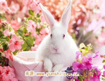 屬兔男咋面對女票出軌 屬兔男咋面對女票出軌