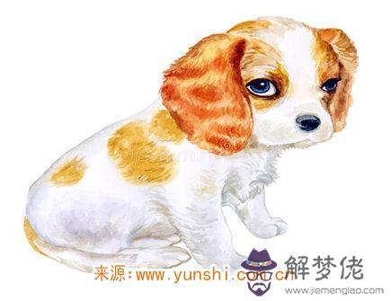 屬狗男咋面對女票出軌 屬狗男咋面對女票出軌