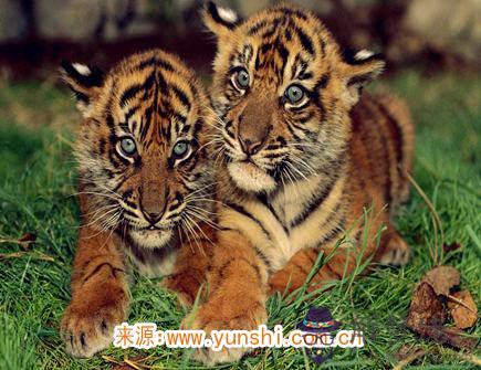 屬虎的愛情底線是什麽 屬虎的愛情底線是什麽