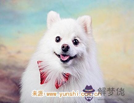 五月出生屬狗人的運勢 五月出生屬狗人的運勢