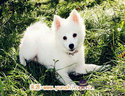 十一月出生屬狗人的運勢 十一月出生屬狗人的運勢