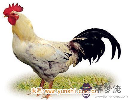 四月出生屬雞人的運勢 四月出生屬雞人的運勢