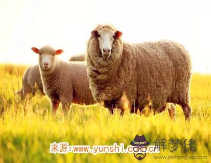 八月出生屬羊人的運勢 八月出生屬羊人的運勢