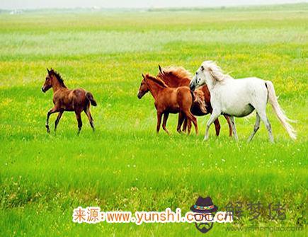 十月出生屬馬人的運勢 十月出生屬馬人的運勢