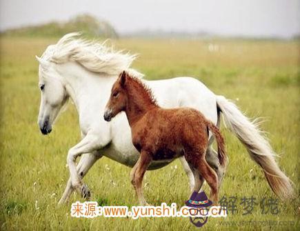 十一月出生屬馬人的運勢 十一月出生屬馬人的運勢