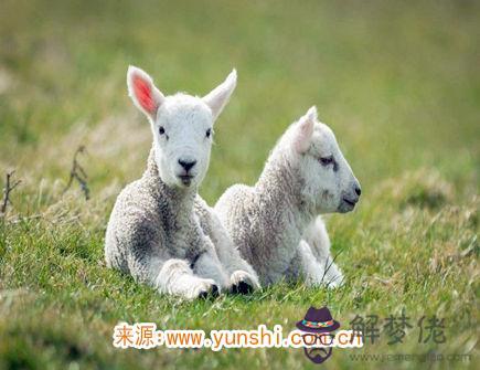 一月出生屬羊人的運勢 一月出生屬羊人的運勢